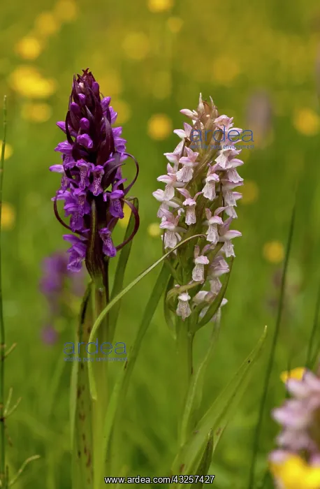 : Early Marsh Orchid - in two different colour forms : Early Marsh Orchid - in two different colour forms