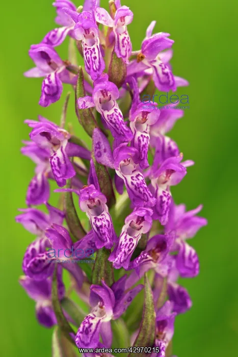 : Early Marsh Orchid - in flower - fen : Early Marsh Orchid - in flower - fen