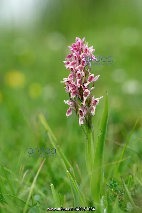  : Early Marsh Orchid - Flowering - UK