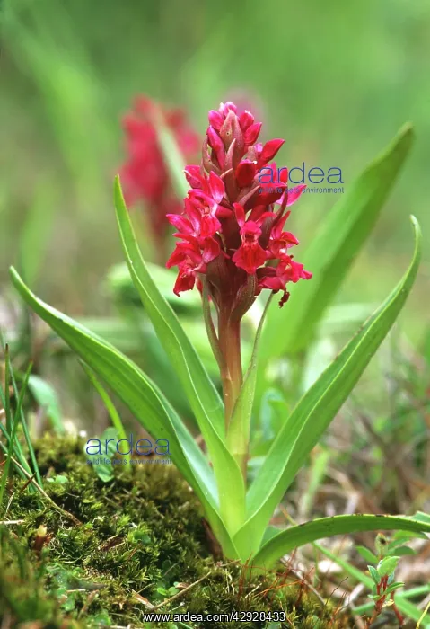 : Early Marsh ORCHID subspecies coccinea - in flower : Early Marsh ORCHID subspecies coccinea - in flower