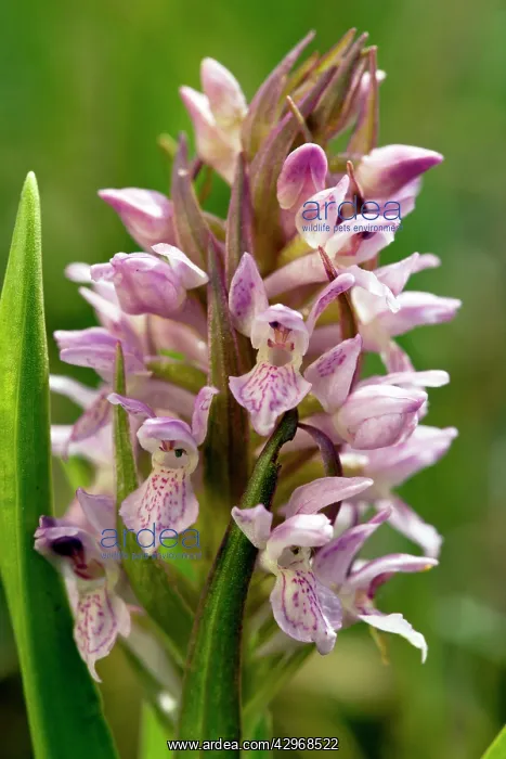: Early Marsh Orchid - at Thelnetham Fen : Early Marsh Orchid - at Thelnetham Fen