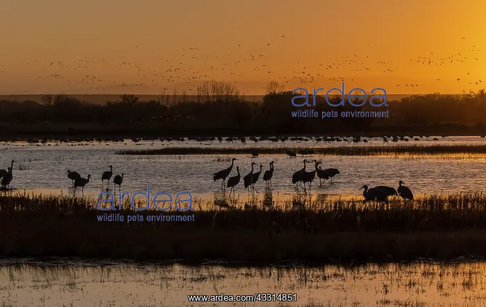 : Early morning at Bosque del Apache in winter, wi : Early morning at Bosque del Apache in winter, wi