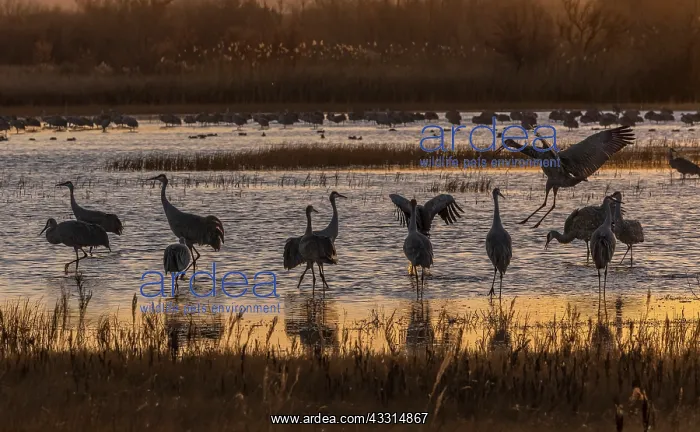 : Early morning at Bosque del Apache in winter, wi : Early morning at Bosque del Apache in winter, wi