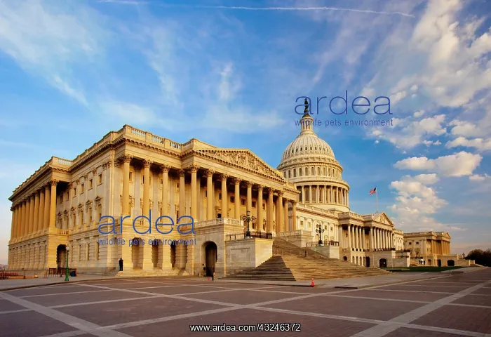 : Early morning at the US Capitol Building : Early morning at the US Capitol Building