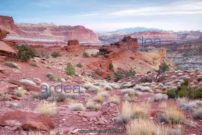 : Early morning in the Capitol Reef National Park : Early morning in the Capitol Reef National Park