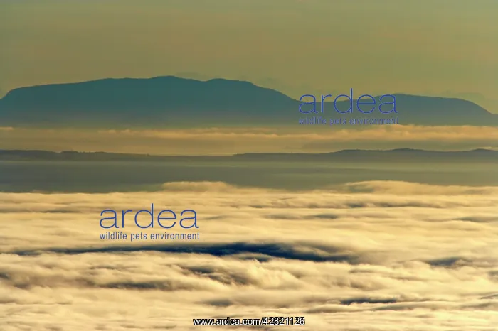 : Early Morning Coastal Fog over Strait of Juan de Fuga : Early Morning Coastal Fog over Strait of Juan de Fuga