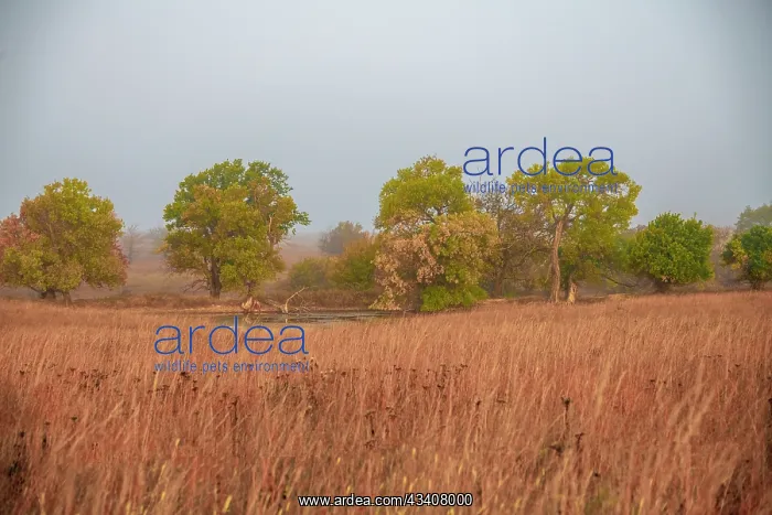 : Early morning fog in the Flint Hills of Kansas : Early morning fog in the Flint Hills of Kansas