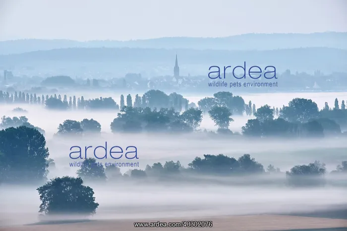 : Early morning fog over the Radolfzell Aachried : Early morning fog over the Radolfzell Aachried