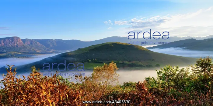 : Early morning fog over valleys and mountains, Serra d : Early morning fog over valleys and mountains, Serra d