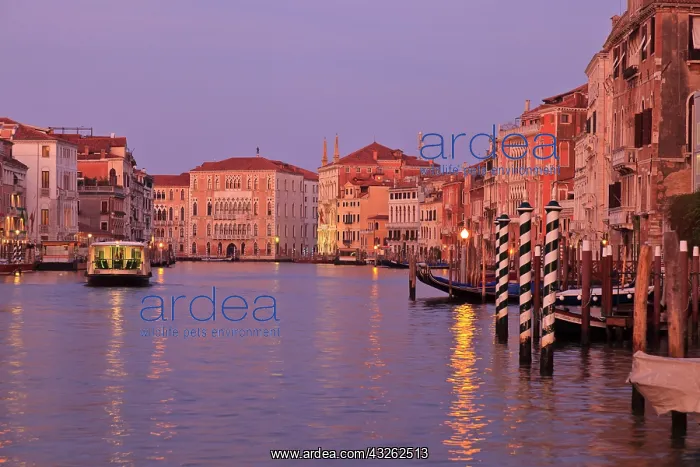 : Early morning Grand Canal Tour, Venice : Early morning Grand Canal Tour, Venice