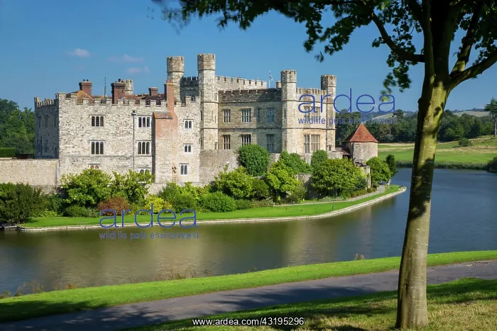 : Early morning at Leed's Castle, Maidstone, Kent : Early morning at Leed's Castle, Maidstone, Kent