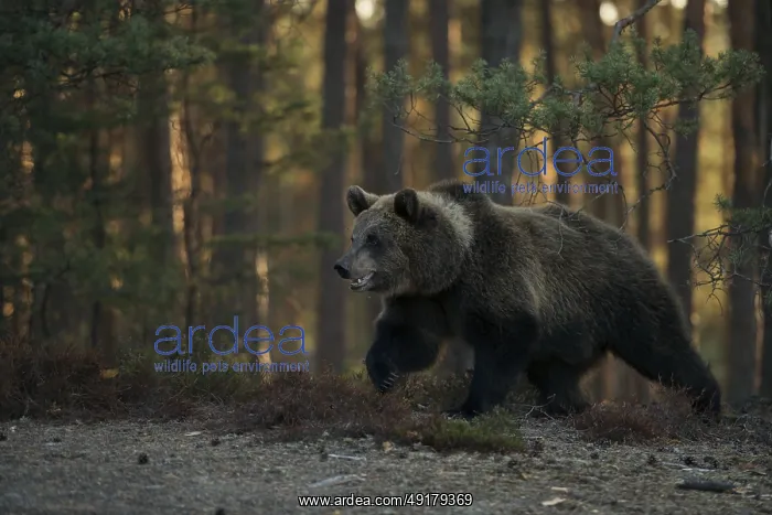 : In the early morning light... European brown bear (Ursus arctos) running along the edge of a clearing in the forest : In the early morning light... European brown bear (Ursus arctos) running along the edge of a clearing in the forest