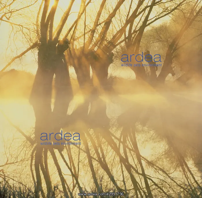 : Early Morning light and Reflections : Early Morning light and Reflections
