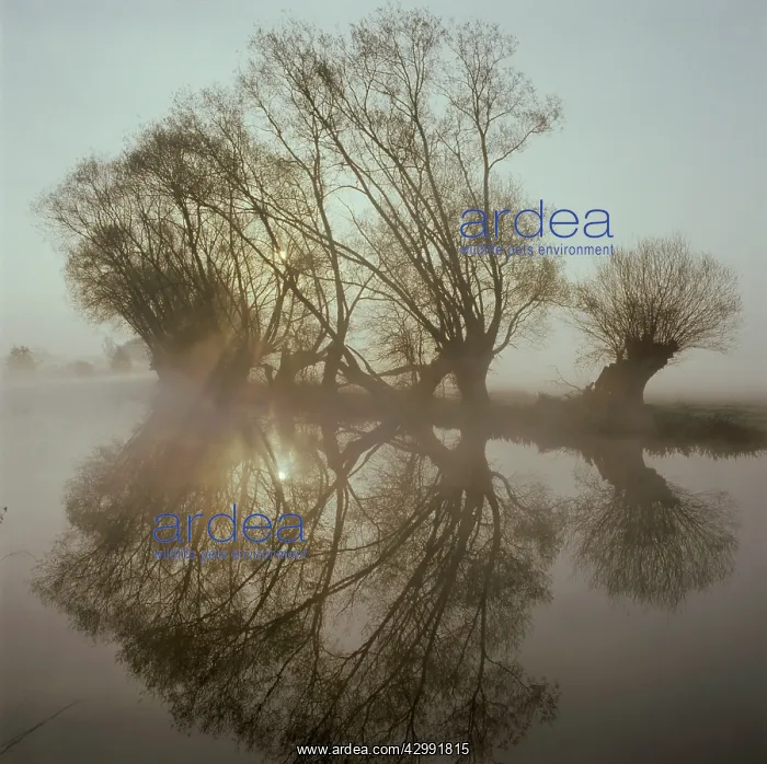 : Early Morning light and Reflections : Early Morning light and Reflections