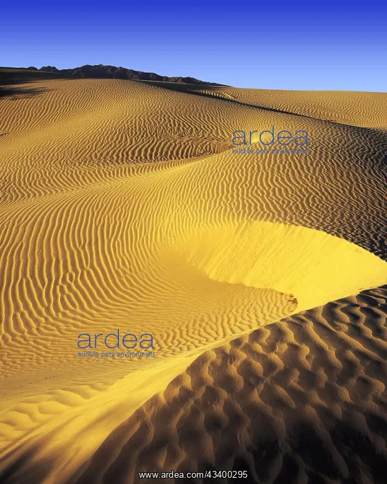 : Early morning light on sand-dunes in Death Valley : Early morning light on sand-dunes in Death Valley
