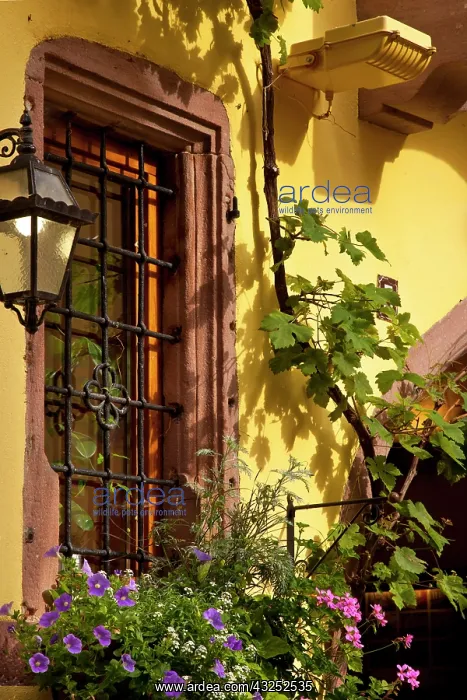 : Early morning light on window and flower : Early morning light on window and flower