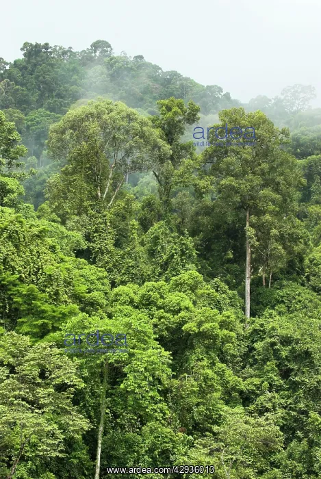 : Early morning mist dispersing in rain forest : Early morning mist dispersing in rain forest