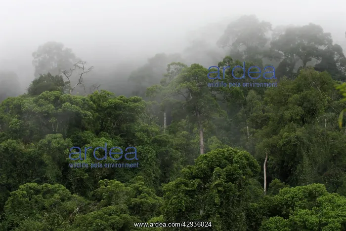 : Early morning mist in rain forest at Danum Valley, Borneo : Early morning mist in rain forest at Danum Valley, Borneo