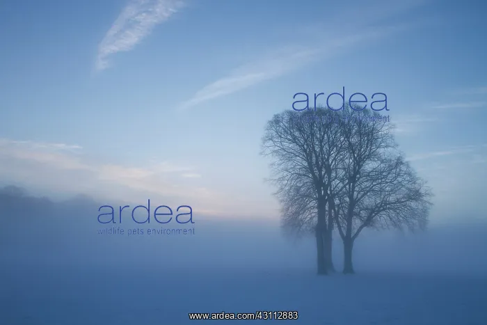 : Early morning mist shrouds a small group of trees after a he : Early morning mist shrouds a small group of trees after a he