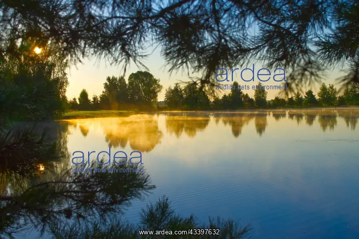 : Early morning mist over a tranquil lake at sunrise : Early morning mist over a tranquil lake at sunrise