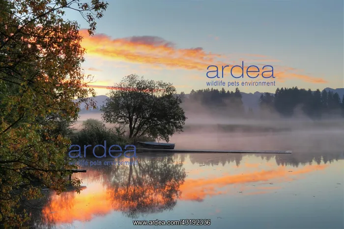 : Early morning mood at Huttlerweiher, community of : Early morning mood at Huttlerweiher, community of