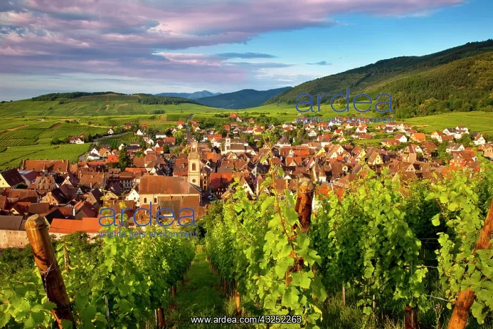 : Early morning overlooking village of Riquewihr : Early morning overlooking village of Riquewihr