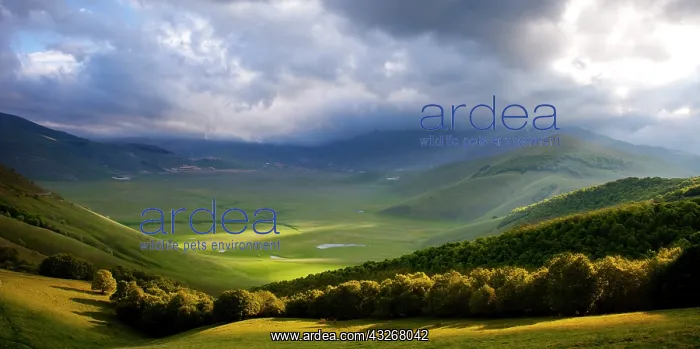 : Early morning over the Piano Grande, Monti : Early morning over the Piano Grande, Monti