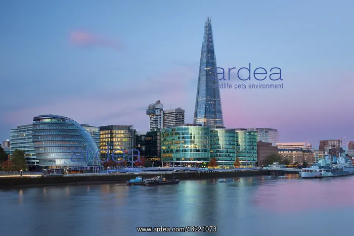 : Early morning over The Shard, City Hall : Early morning over The Shard, City Hall