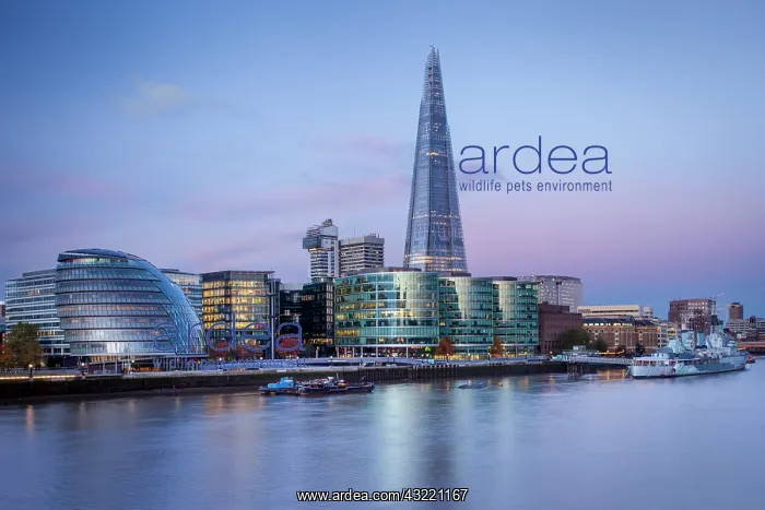 : Early morning over The Shard, City Hall : Early morning over The Shard, City Hall