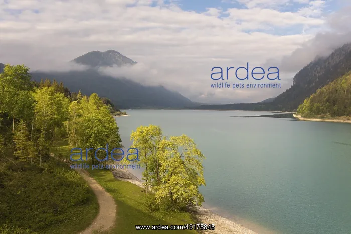 : Early morning at the Sylvenstein reservoir : Early morning at the Sylvenstein reservoir