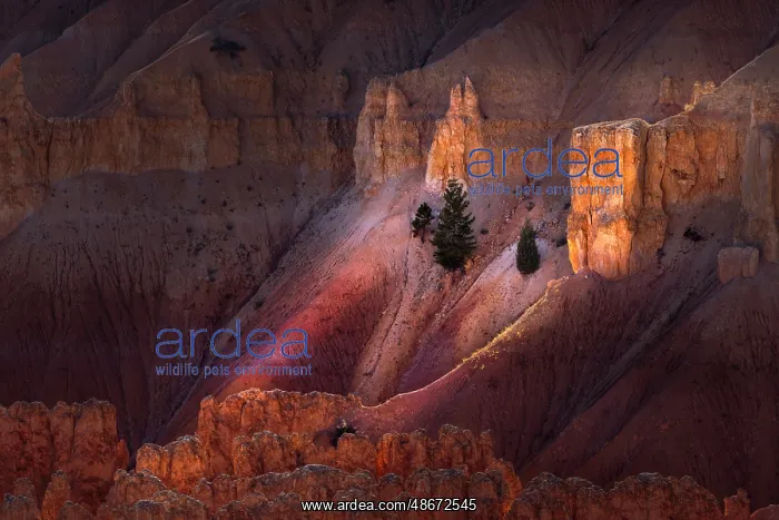 : Early morning view of hoodoo formations Bryce Canyon : Early morning view of hoodoo formations Bryce Canyon