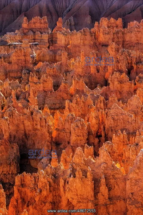: Early morning view of hoodoo formations Bryce Canyon : Early morning view of hoodoo formations Bryce Canyon