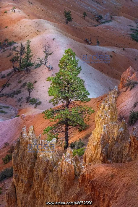 : Early morning view of hoodoo formations Bryce Canyon : Early morning view of hoodoo formations Bryce Canyon