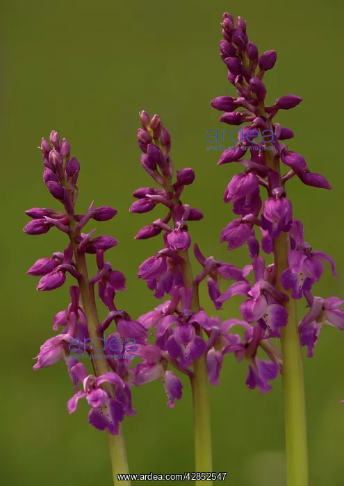 : Early Purple Orchid : Early Purple Orchid