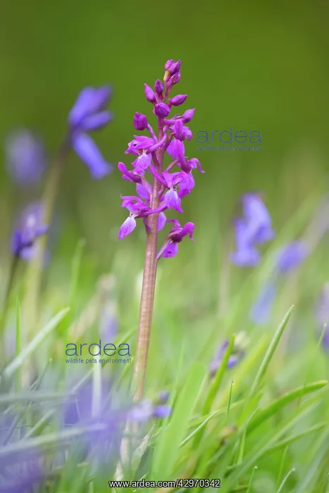 : Early Purple Orchid : Early Purple Orchid