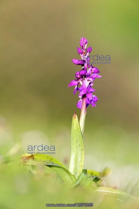 : Early Purple Orchid : Early Purple Orchid