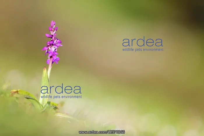 : Early Purple Orchid : Early Purple Orchid