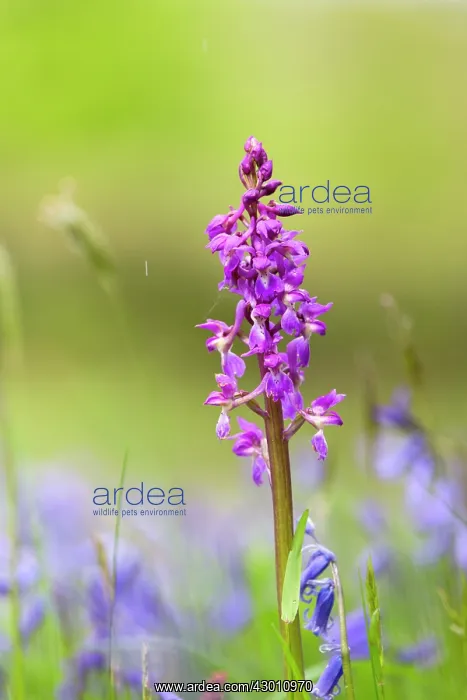 : Early Purple Orchid : Early Purple Orchid