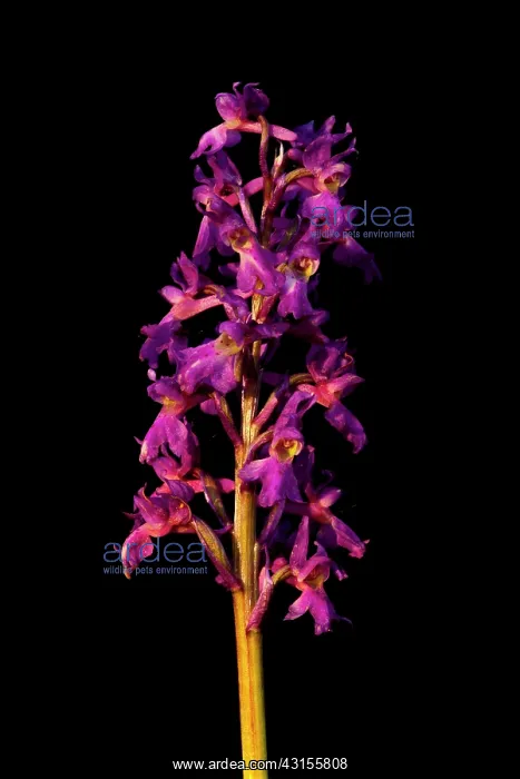 : Early-purple Orchid : Early-purple Orchid