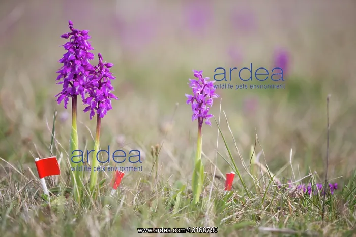 : Early-purple Orchid : Early-purple Orchid
