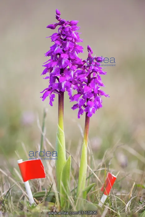 : Early-purple Orchid : Early-purple Orchid