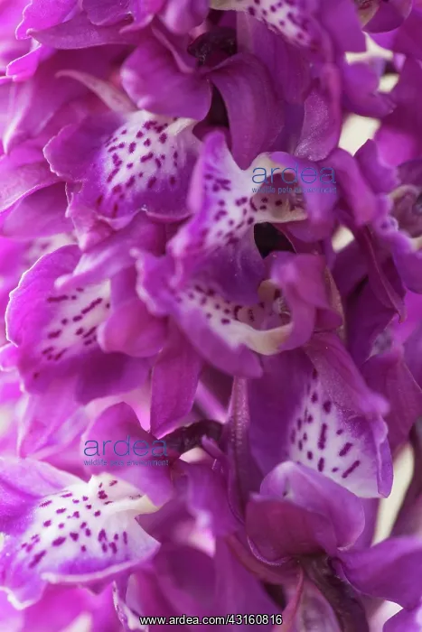 : Early-purple Orchid : Early-purple Orchid