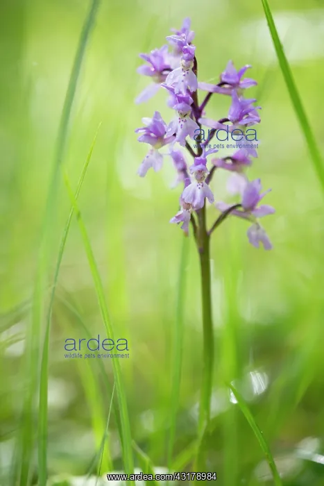 : Early-purple Orchid : Early-purple Orchid