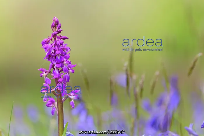  : Early Purple Orchid - with Bluebells