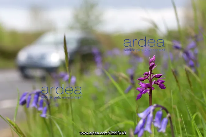 : Early Purple Orchid - with Bluebells on roadside verge : Early Purple Orchid - with Bluebells on roadside verge