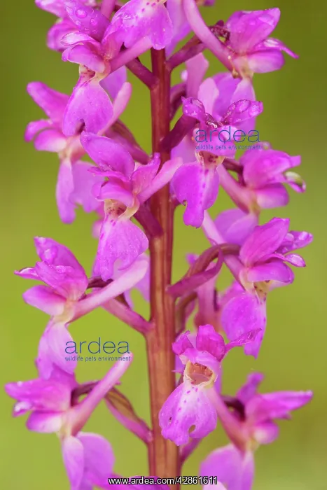 : Early Purple Orchid - in flower : Early Purple Orchid - in flower