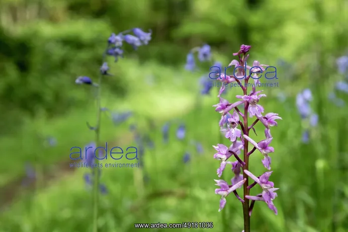  : Early Purple Orchid - Flowering - UK