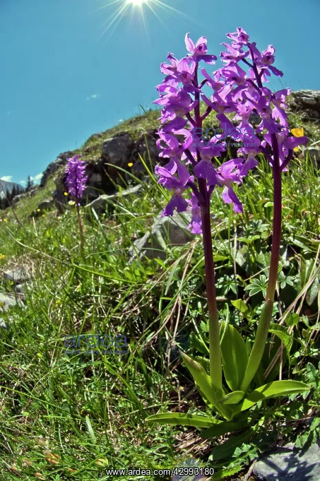 : Early purple orchid - On hillside : Early purple orchid - On hillside