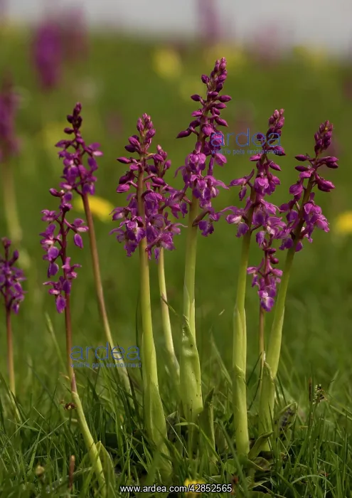  : Early purple orchids