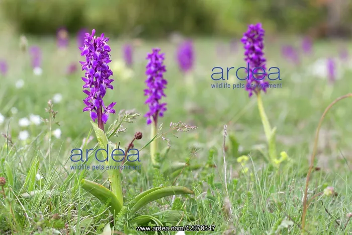 : Early Purple Orchids : Early Purple Orchids